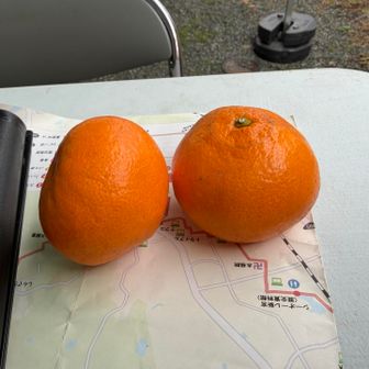 🍊もらいました
