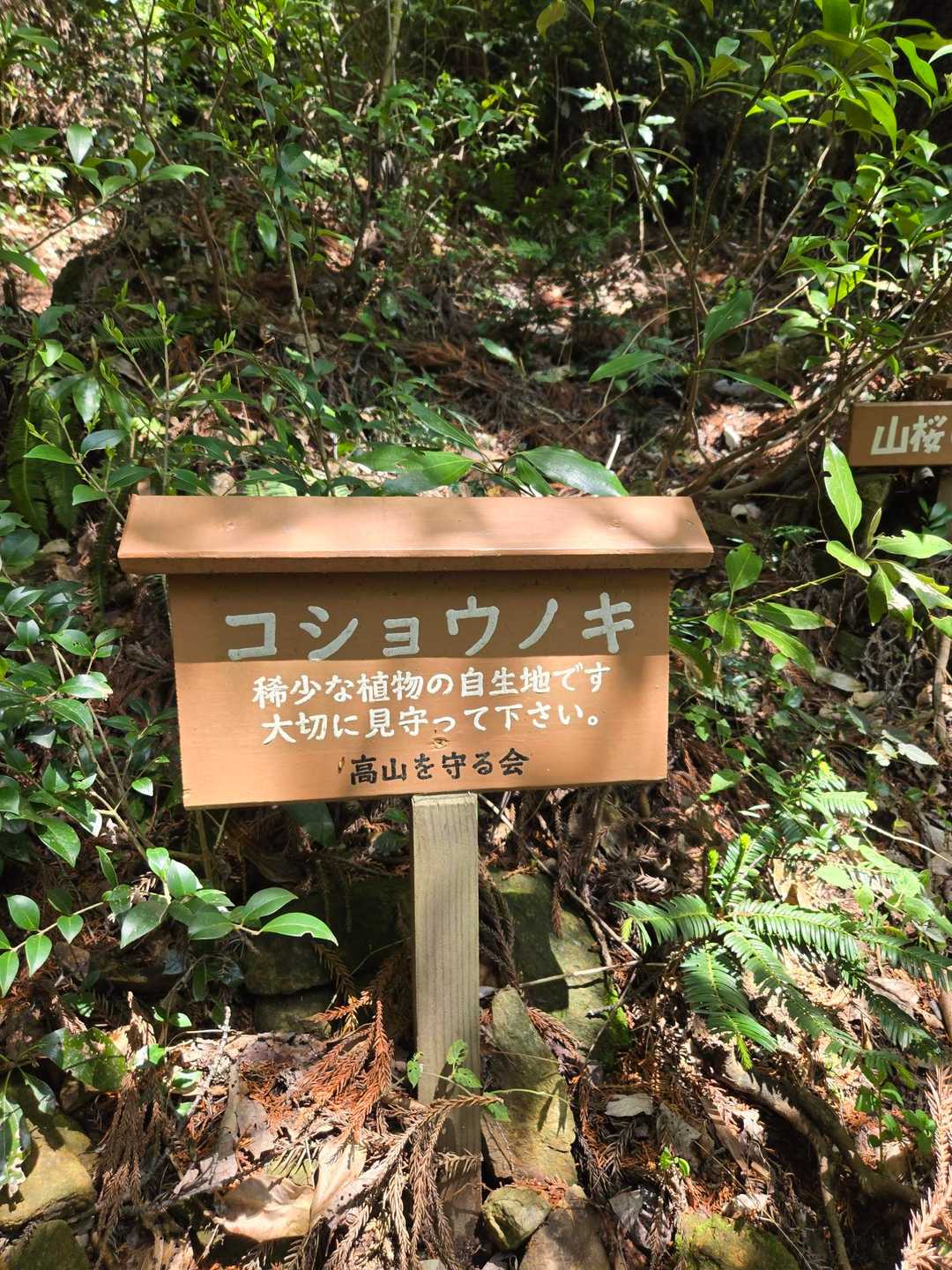 どの木か分からず…臭いましたが…。