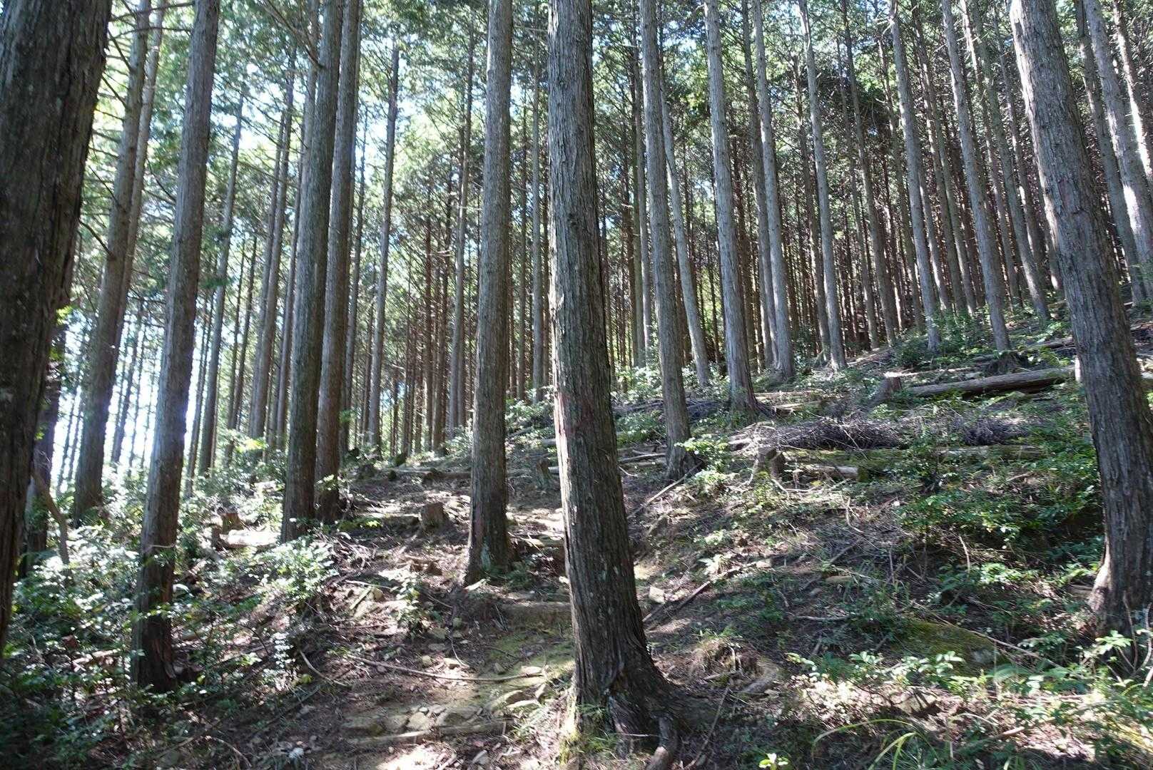 植林帯を登ります。