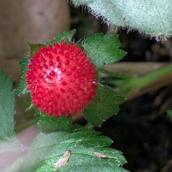 真っ赤なヤブヘビイチゴ