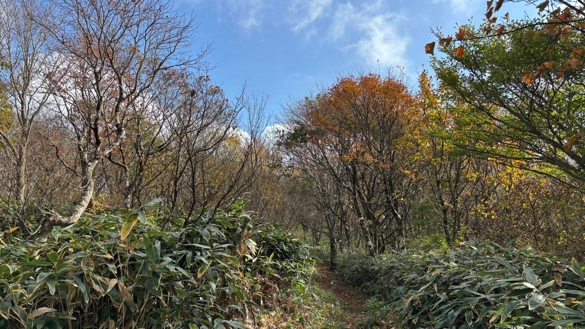 立烏帽子山駐車場発着｜池ノ段-竜王山 周回コースの写真