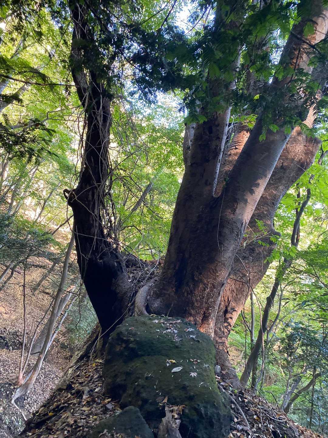 これまた、すごい木