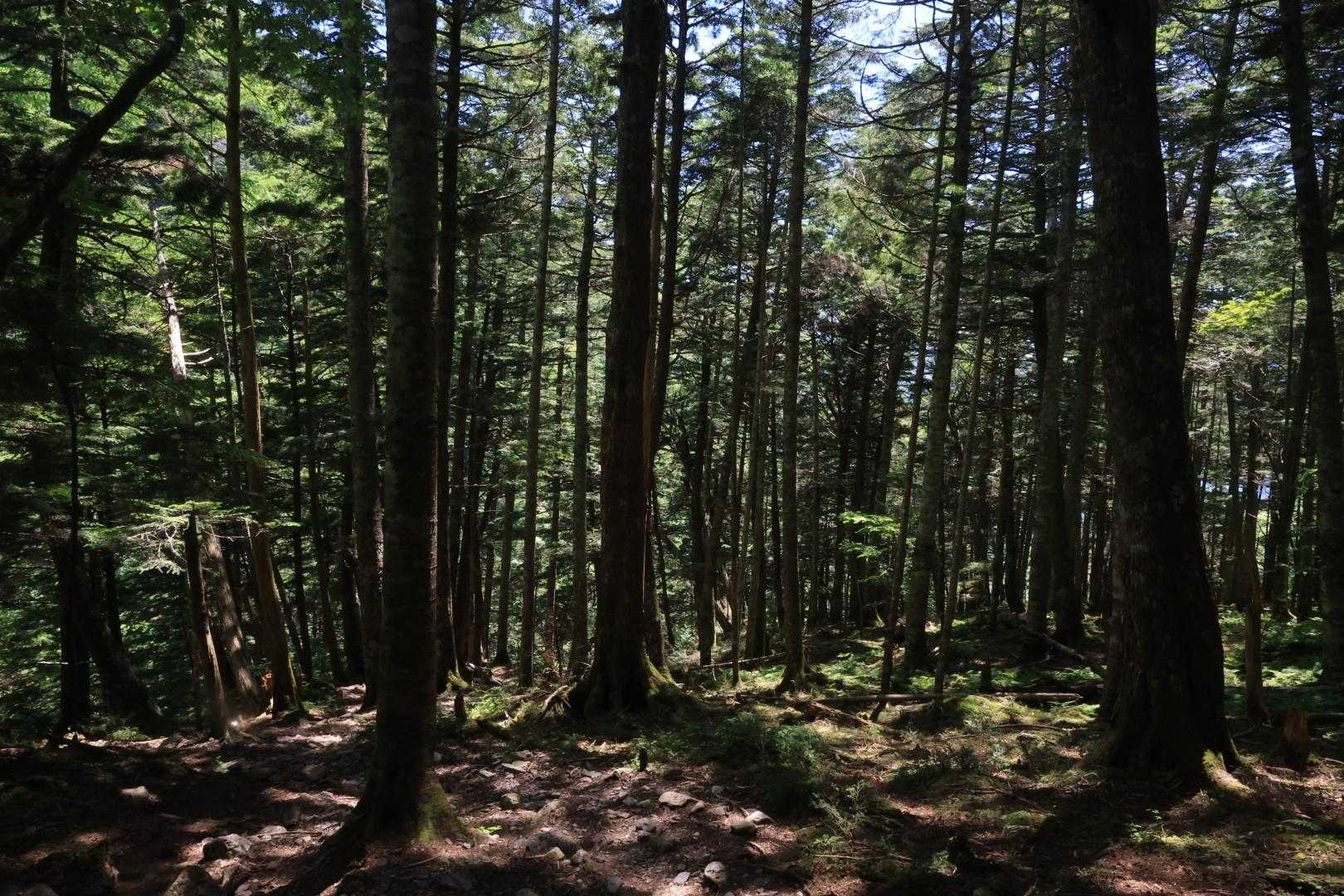 下山ルートにはこれでもかというほどピンテがありましたが、なんと２回もルートミス。すぐに気が付いて都度無事復帰できましたが、いかにボケ～っと歩いていたかわかります。ちょうど居合わせた団体さんにからかわれてしまった・恥。