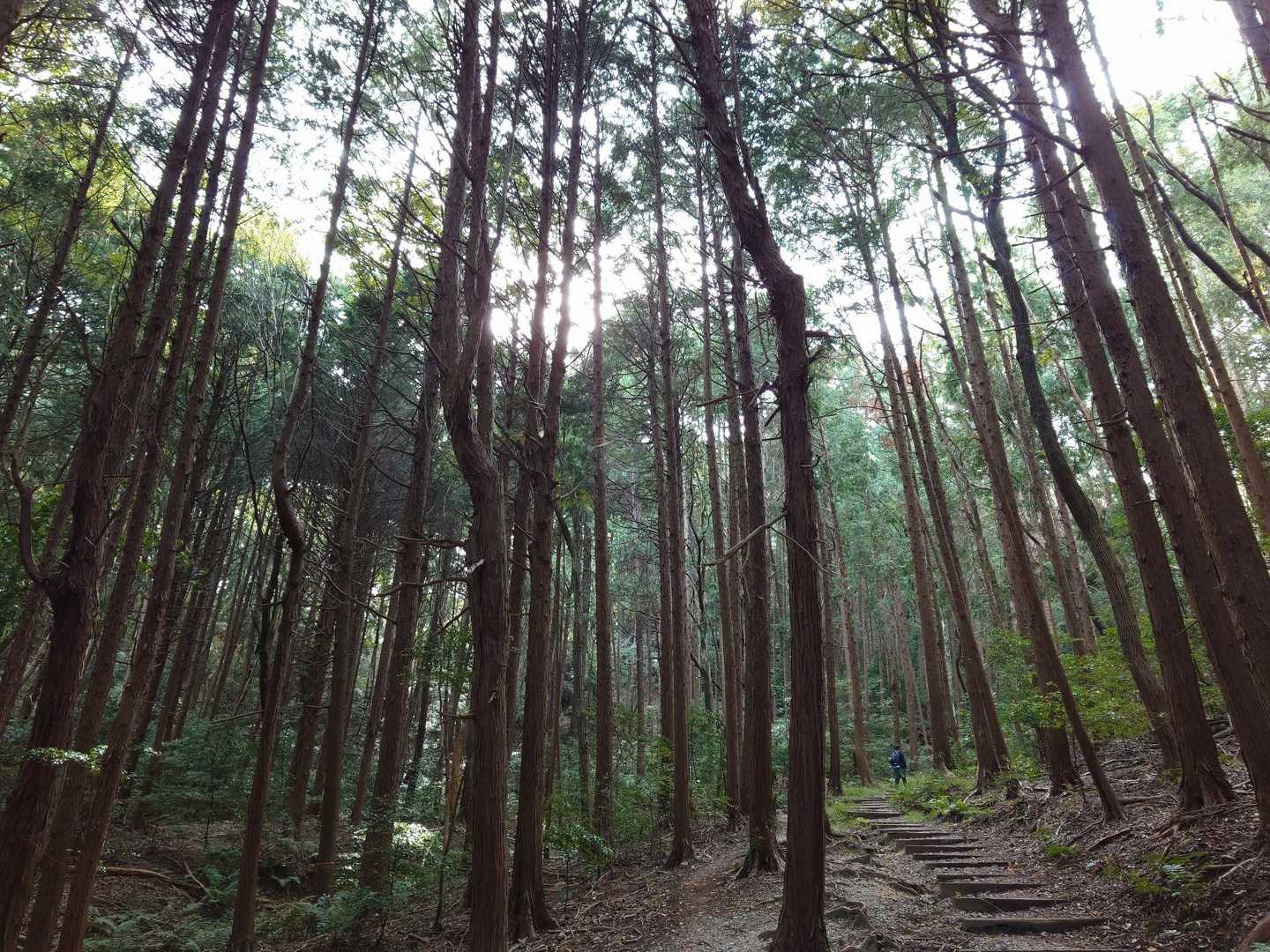 雨山 往復コースの写真