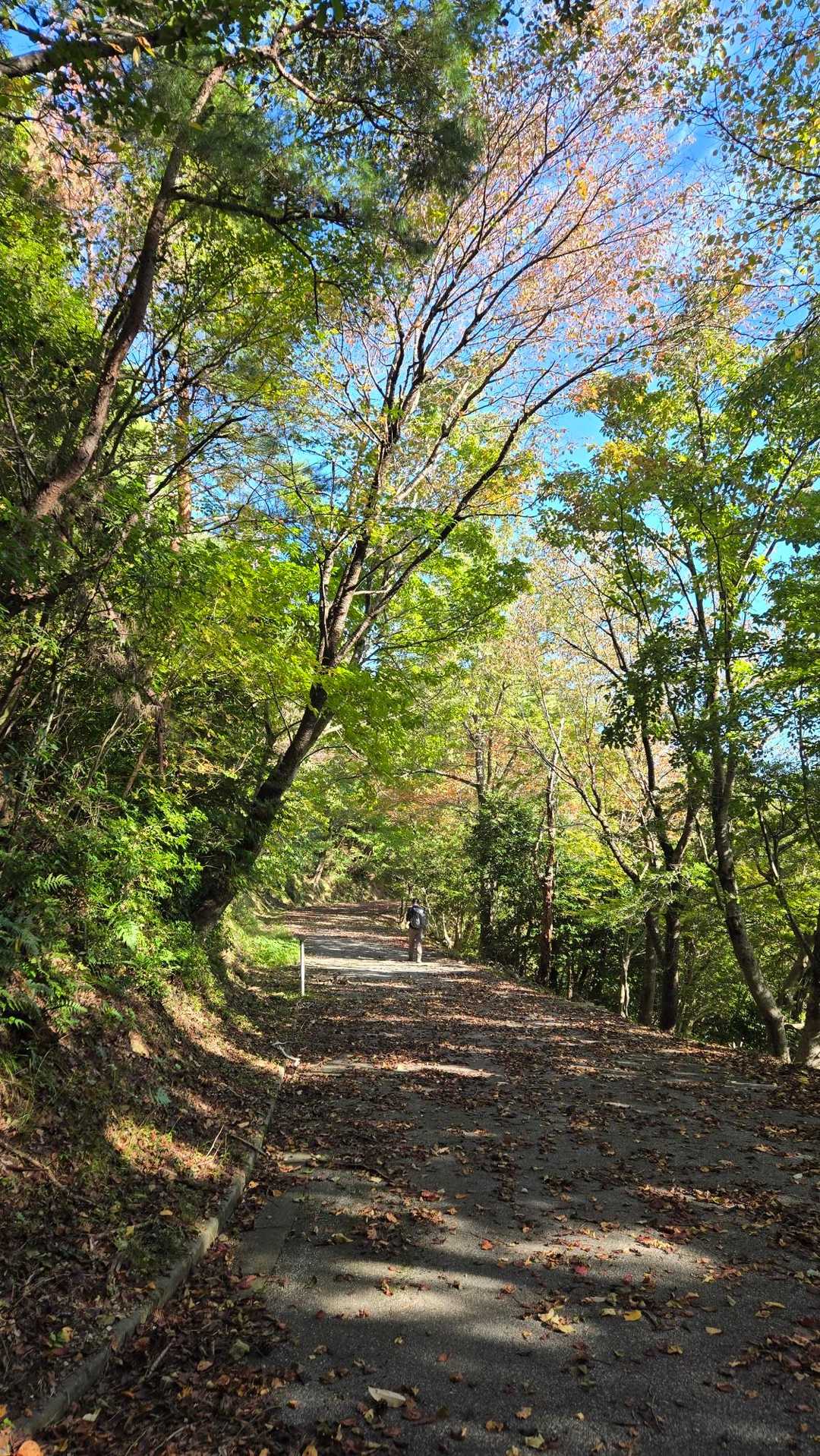 岩崎山・乗倉古墳群登山口-岩崎山-大依山 往復コースの写真