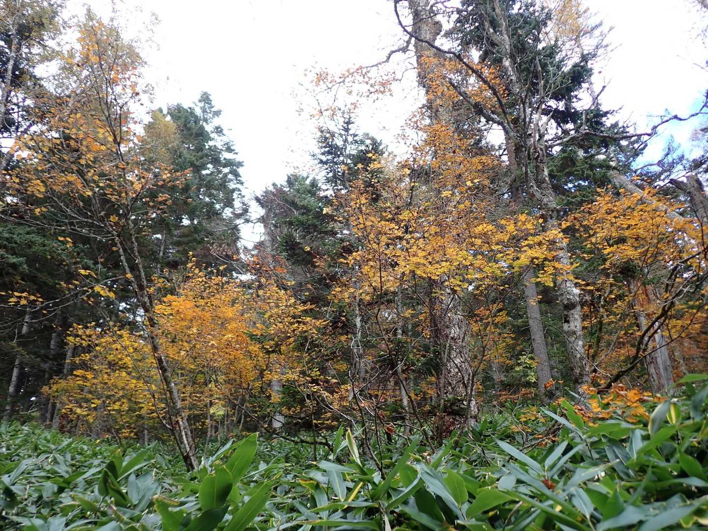 大清水休憩所-一ノ瀬バス停-三平峠-長英新道分岐-俎嵓 往復コースの写真