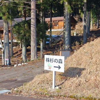 株杉の森コースへ。