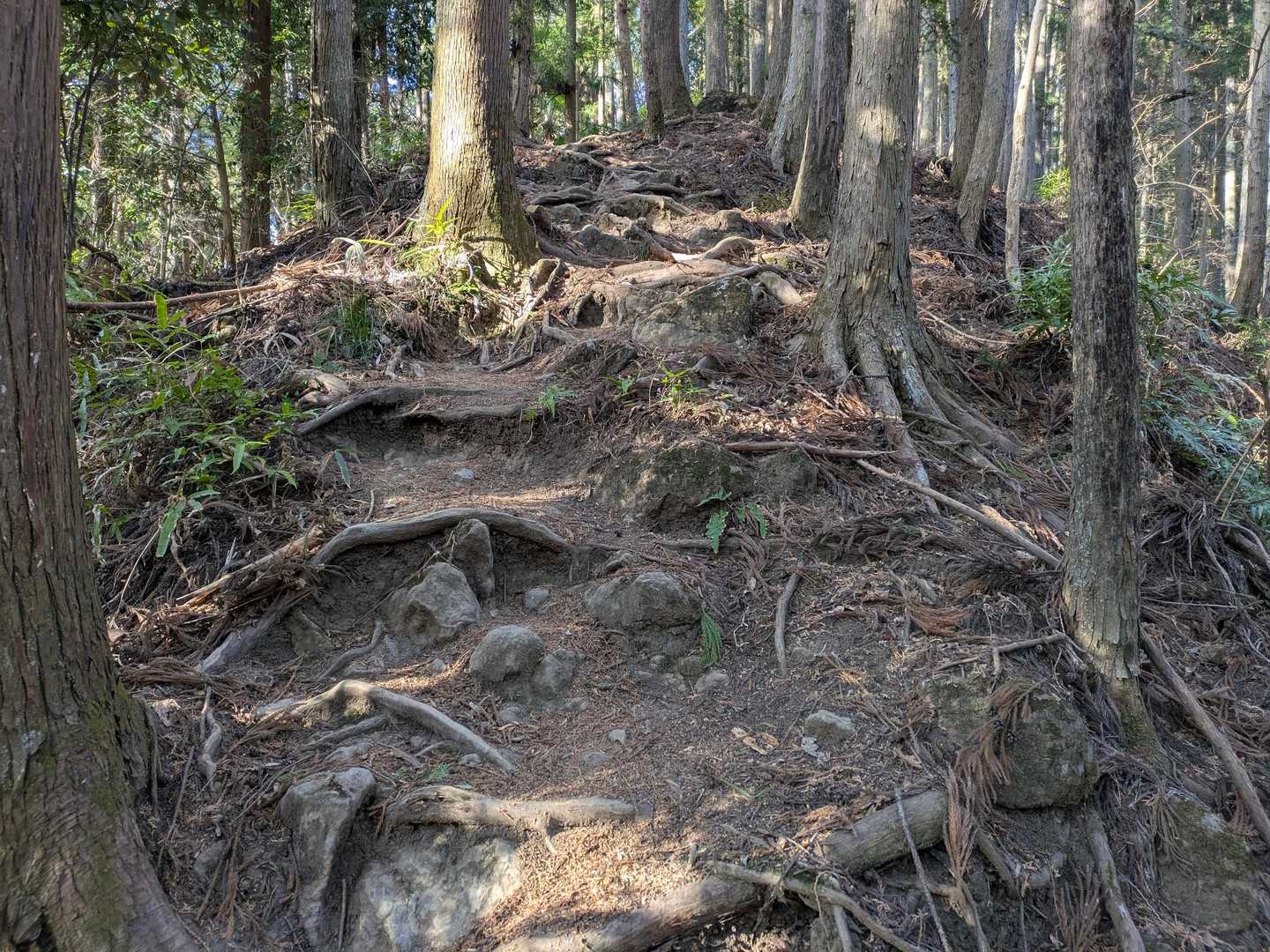 針葉樹の林
