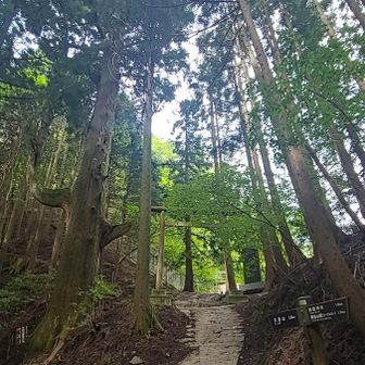天狗の腰掛け杉👺
いつも思うけど、腰掛けてない🤭

天狗ならあの場所に立って、
見下ろしてるように見える🤣

奥の院峰には行かずに
左から巻き道へ。