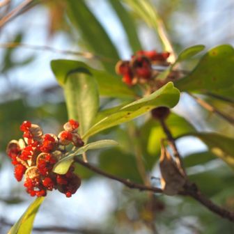 こんな山中にトベラが🫢
