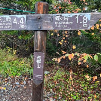 ばち長い