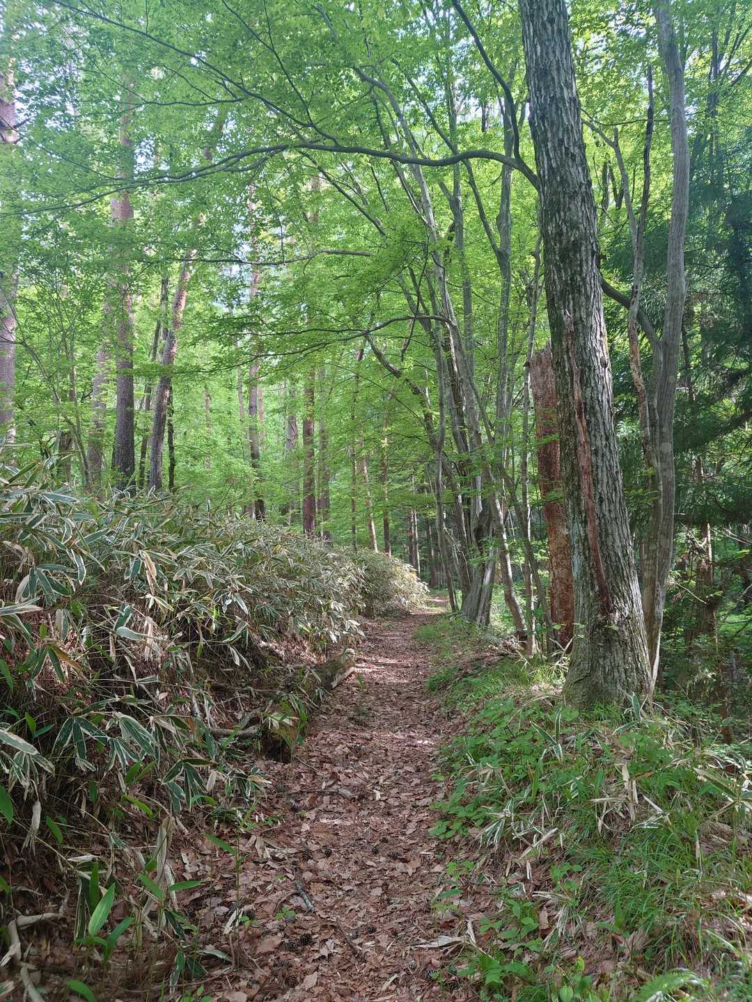 歩きやすい登山道🐢🎶🎶🎶。