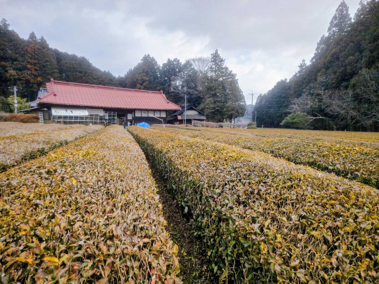 登山口は茨城県側からいざ！🚶
立派なお茶畑が広がる

茨城もけっこうお茶の産地( 'ᴗ'o🍵o