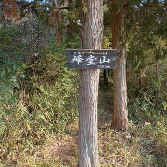 女性グループ。どこから来たのかな。