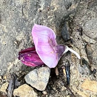 クズの花が地面に沢山落ちていました