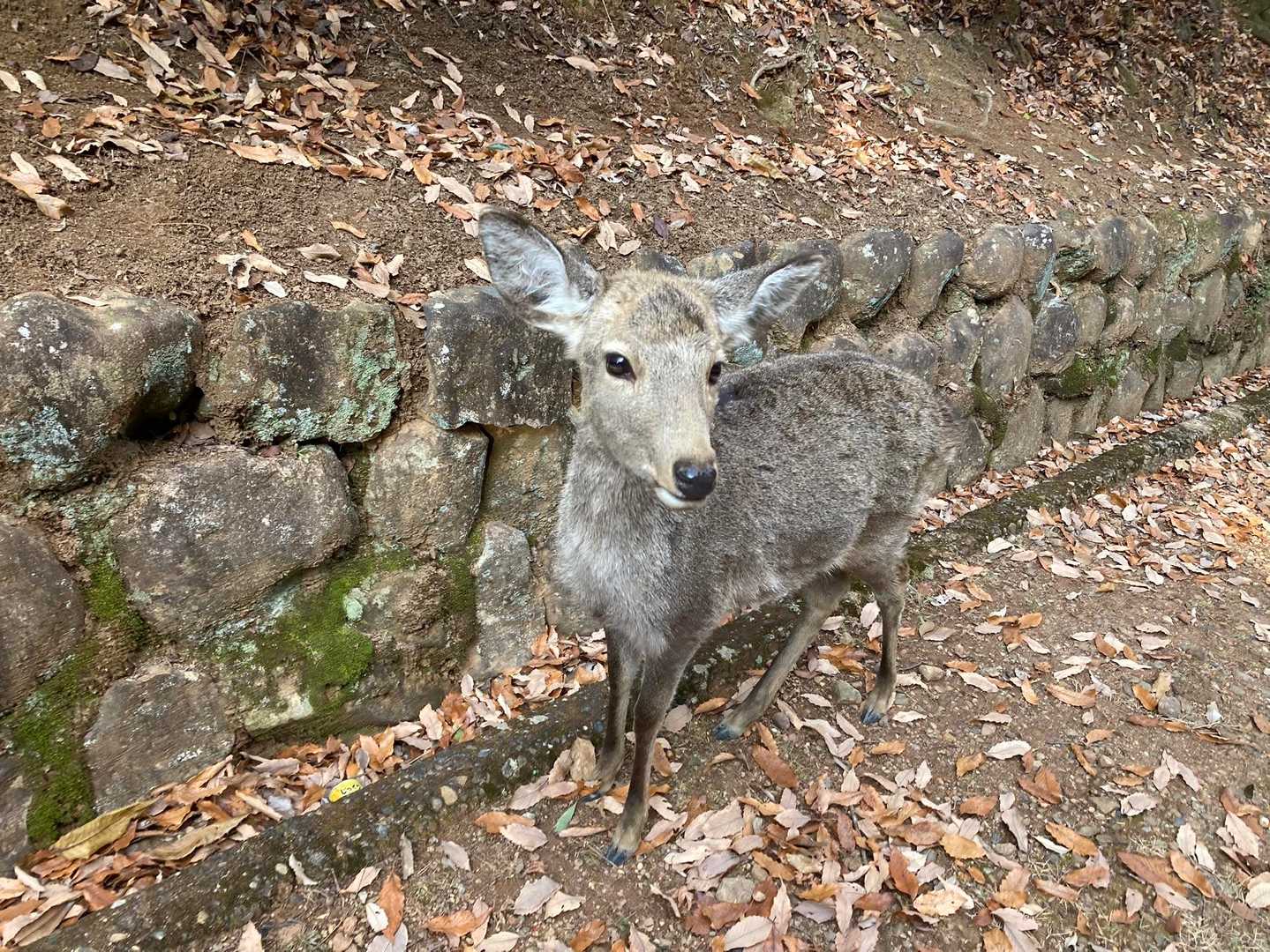 このあたりからバンビちゃんと遭遇
ありゃー、鹿せんべい買っておけば良かった
売店もないので買っておけば良かったー