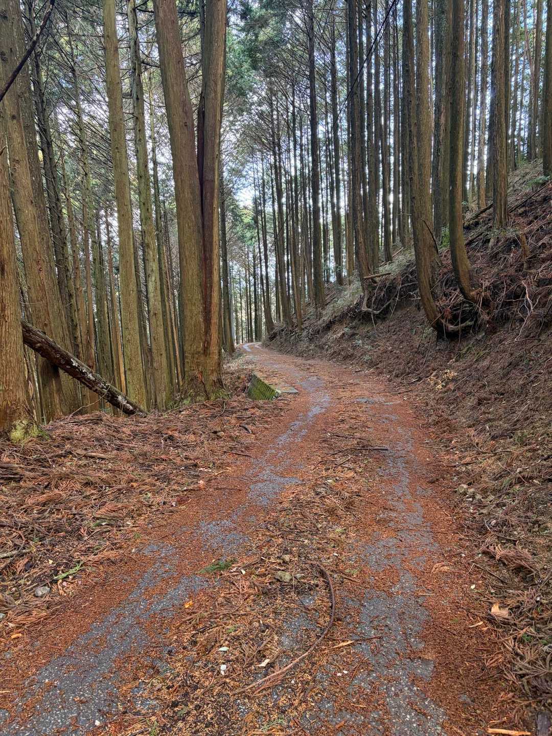 こんな道を車で上がってきたぞね😂