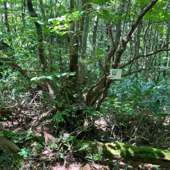 「（十方）山」の看板ですかね