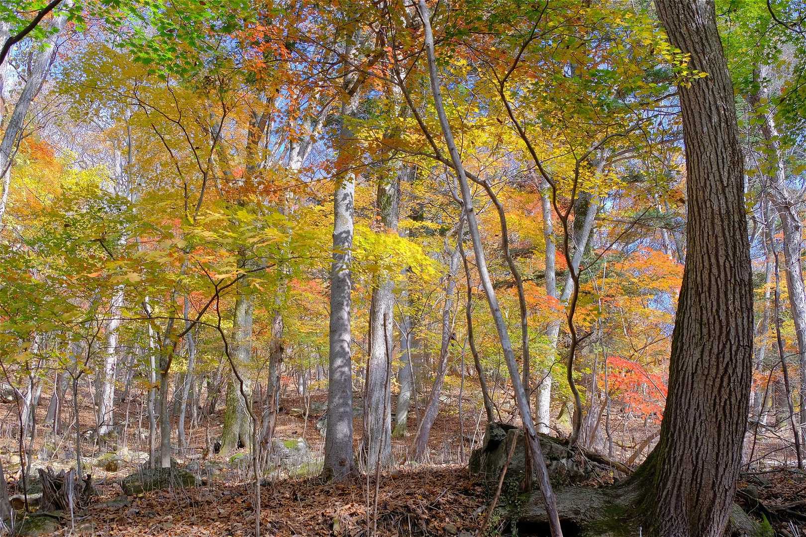 そして美しい紅葉に魅了されます。🍁