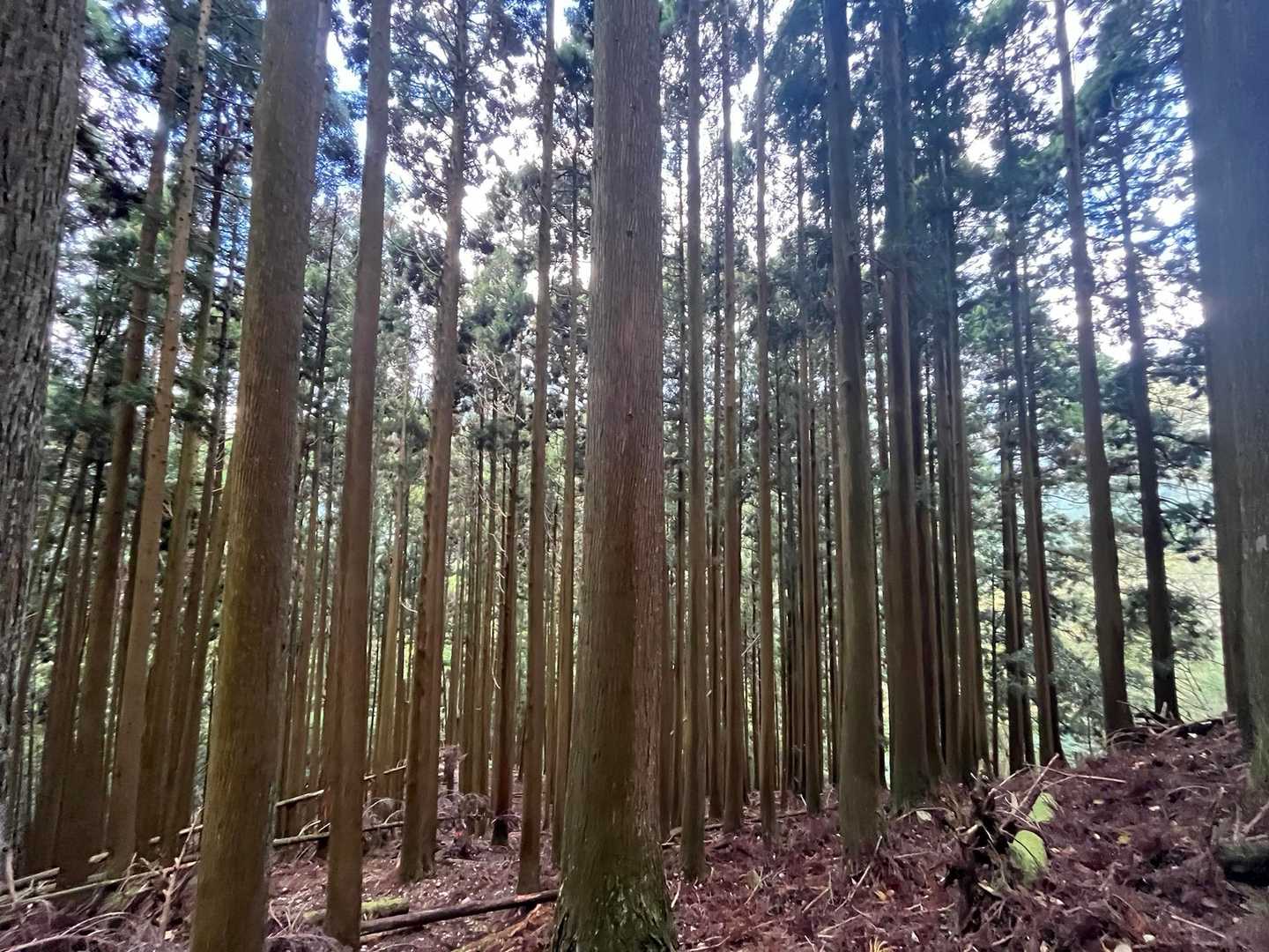 西南稜コース | 比良最高峰・武奈ヶ岳。美しいブナの森から琵琶湖の絶景パノラマへの写真