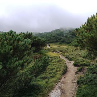 ハイマツが増える。この辺りがハイマツの南限だそうです。