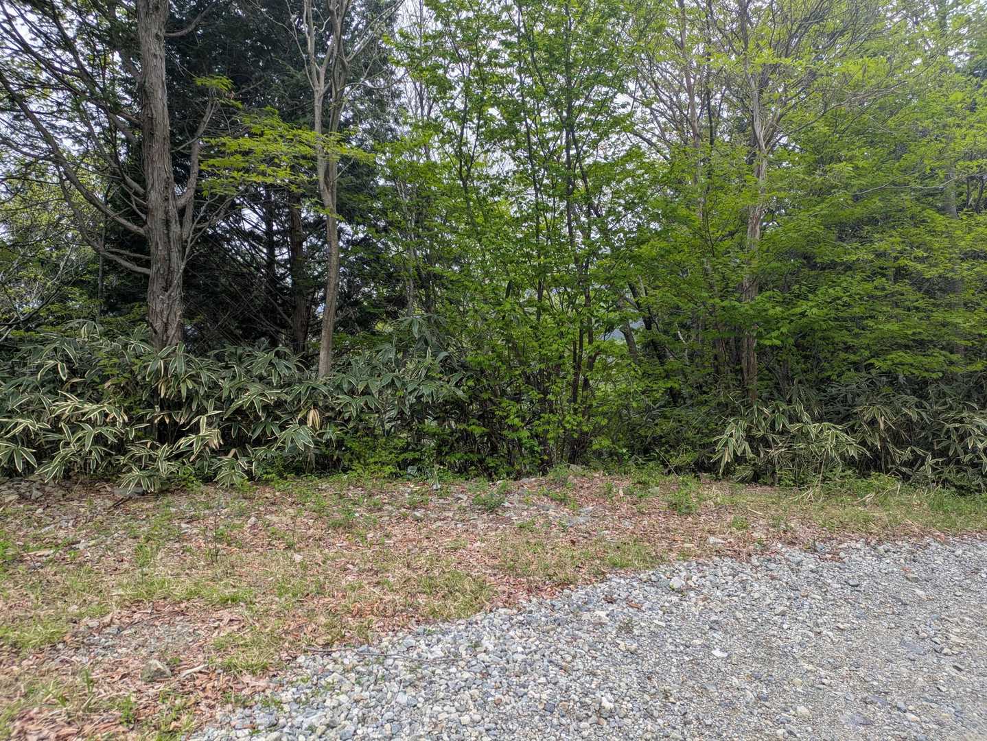 前回林道をショートカットして林道に復帰した地点😏