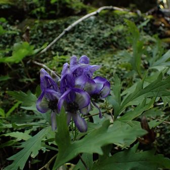 大吹鉱登山口より
登山道にはトリカブトが沢山💜⋆͛