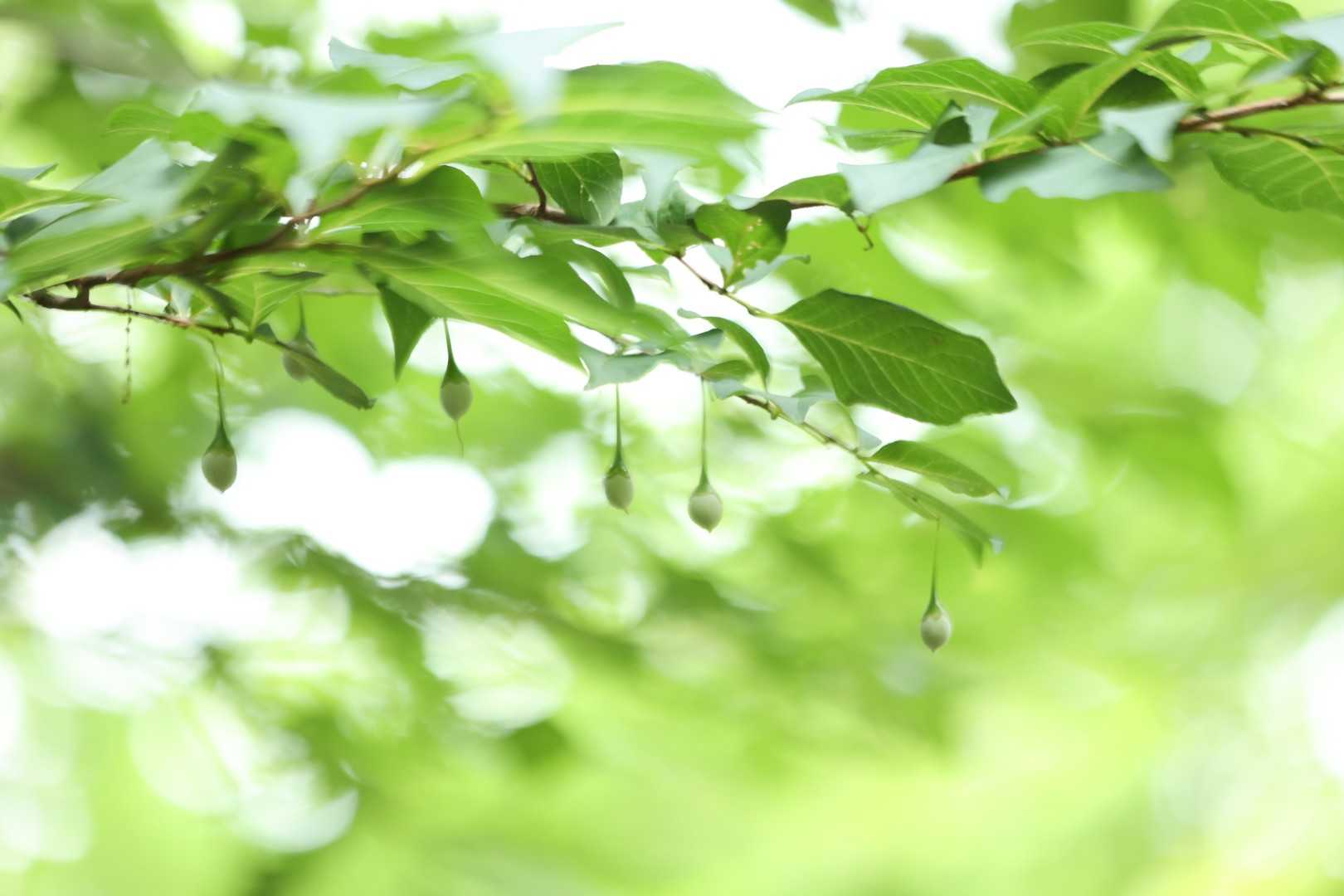 朝日山 往復コースの写真