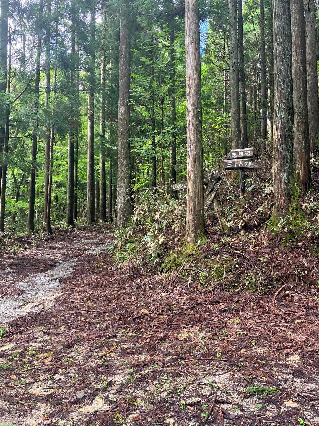 分岐を天狗岩🪨方面ねー‼️