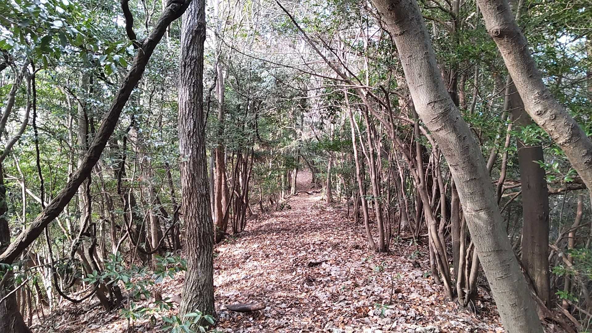 良い登山道👍️