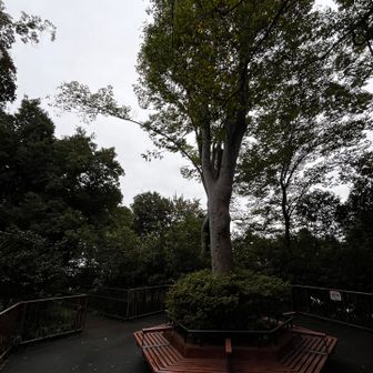 おとめ山山頂かな
