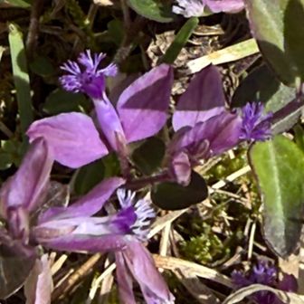 ヒメハギ
なんかかわいい😍