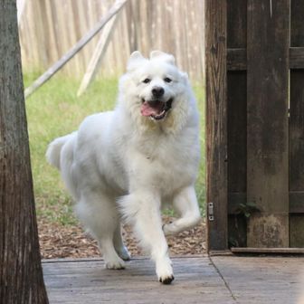 クリーム登山部