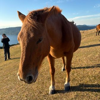 可愛らしいお顔