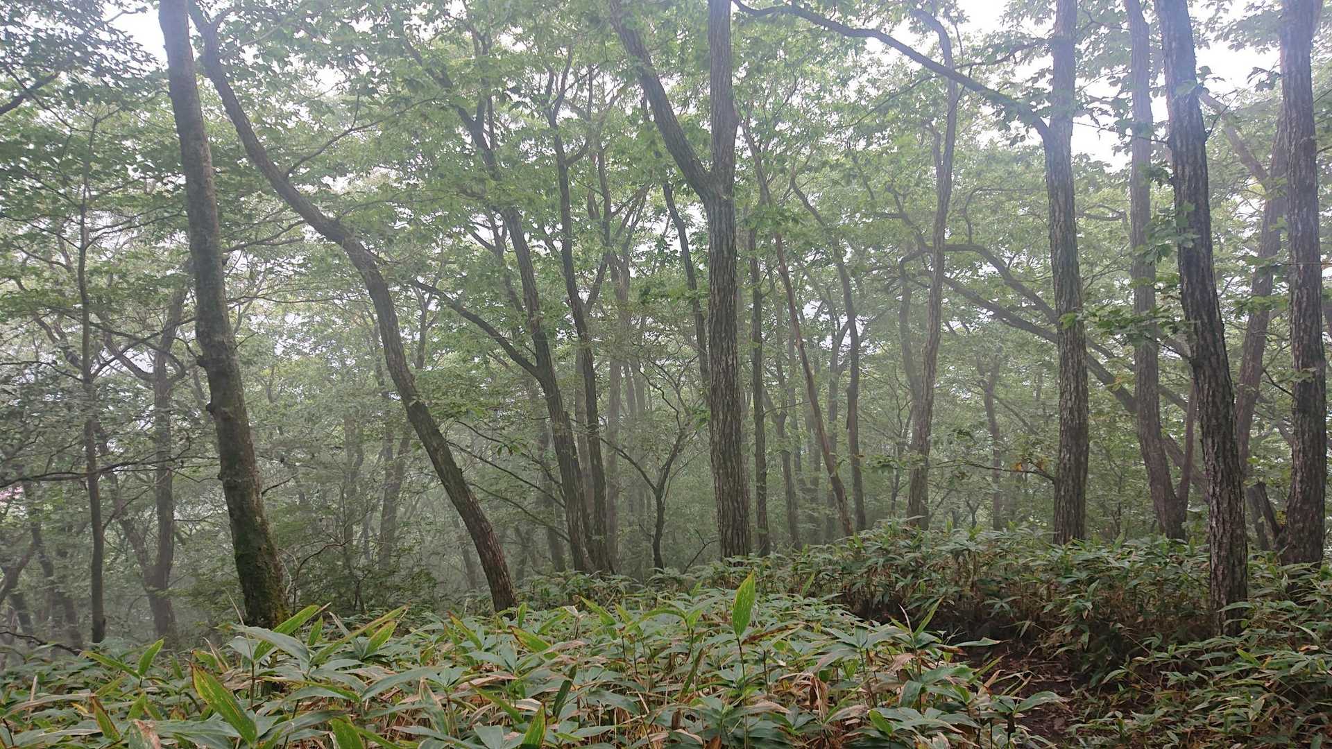 榛名富士登山口-榛名富士-ロッジ前バス停 周回コースの写真