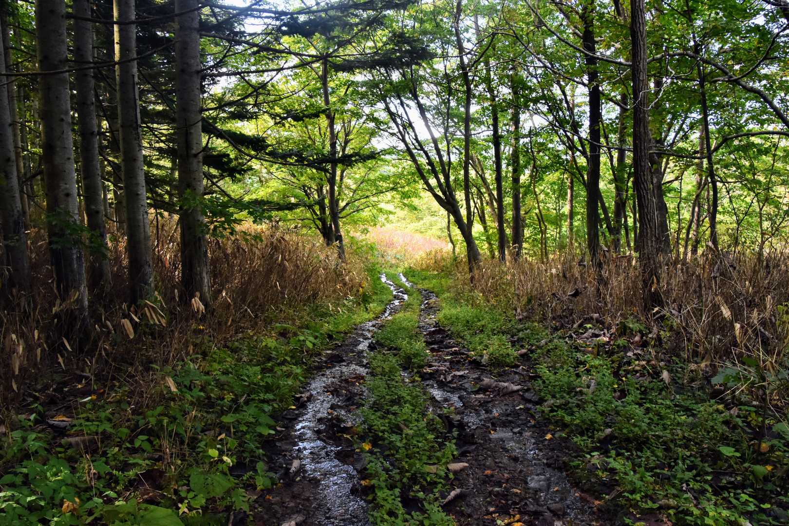 下山時も水が流れています。