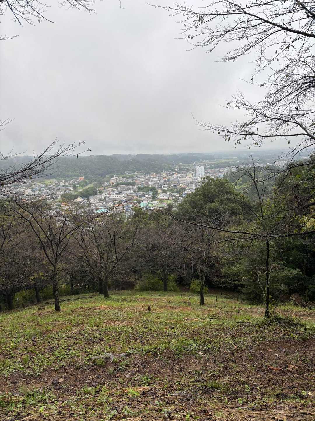 大観山-根っこ山-大高取山 往復コースの写真