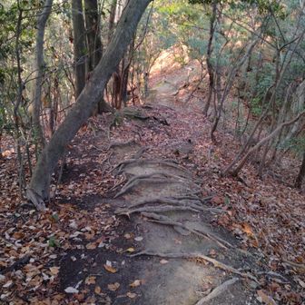 ラブ・ソーヤーの冒険は続く🏃