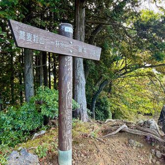 本日の最高峰、日向沢の峰（ひなたさわのうら）にトウチャコ。

ここまでも急登シダ藪漕ぎ。でも通ったことあるのでok。

もうたくさん登り返さなくていい今日はちょっと余裕。