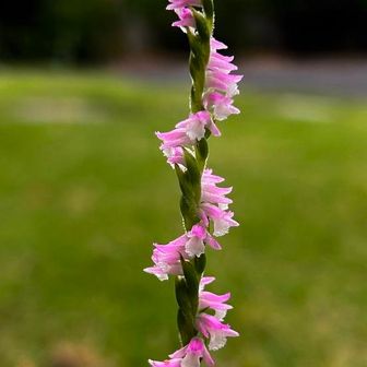 ユーザー　エリー