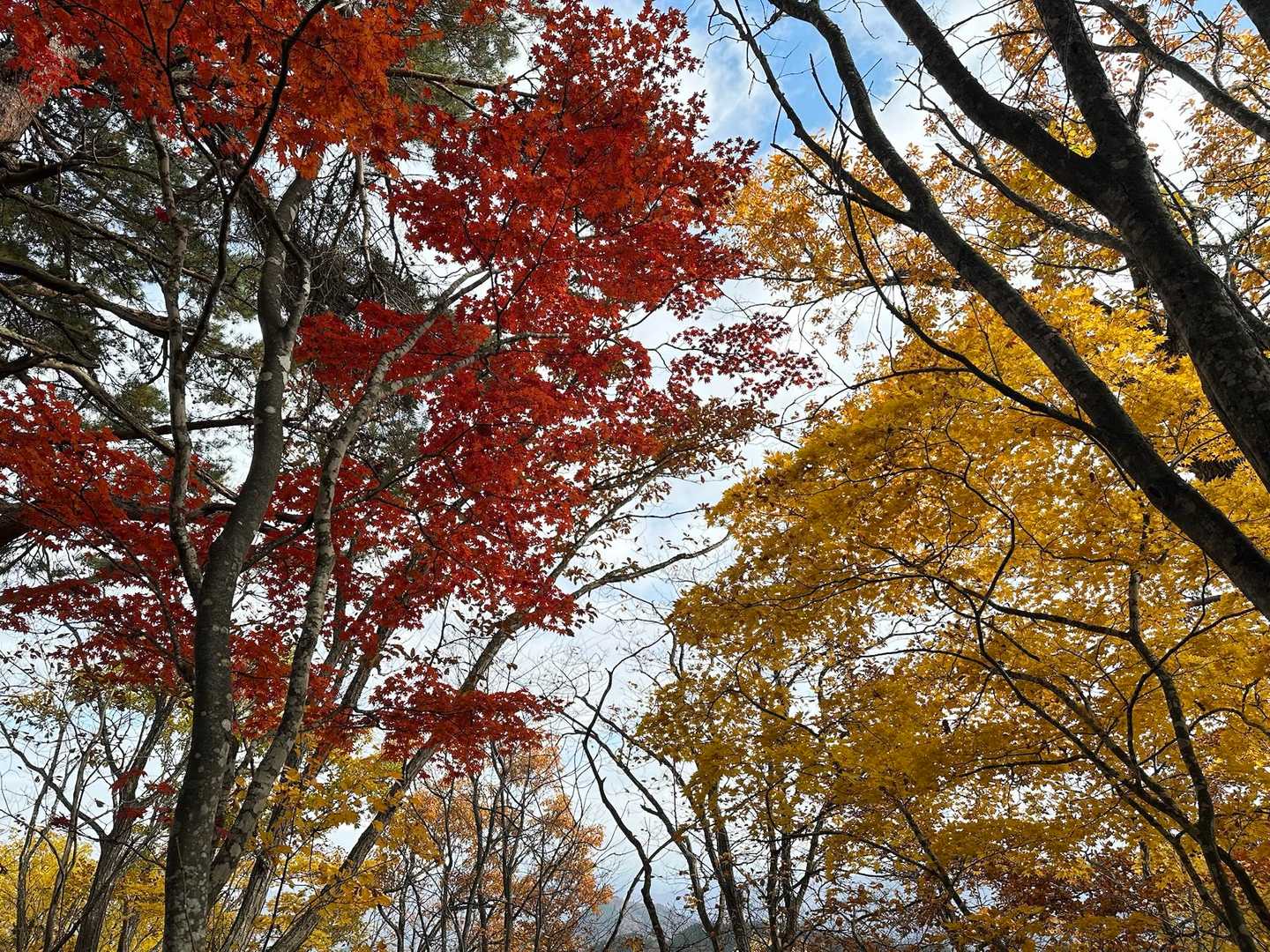 アップダウンの連続で、疲弊しますが紅葉で持ち直します🍁