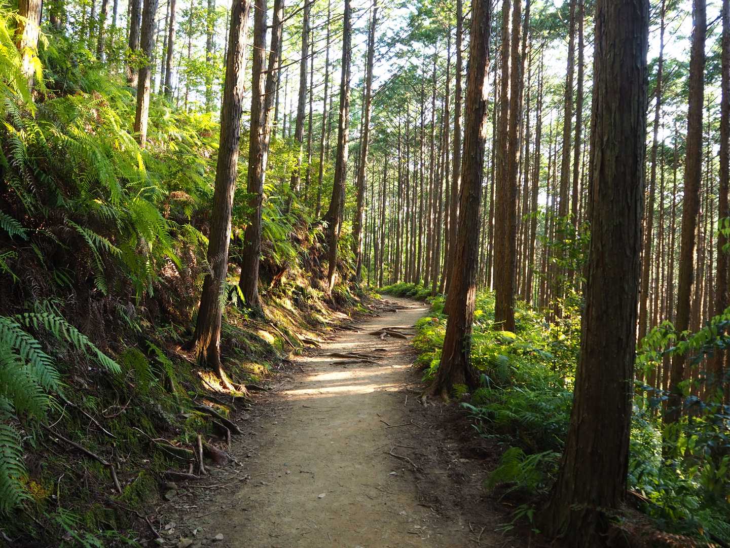 いい雰囲気、これを味わいたかった