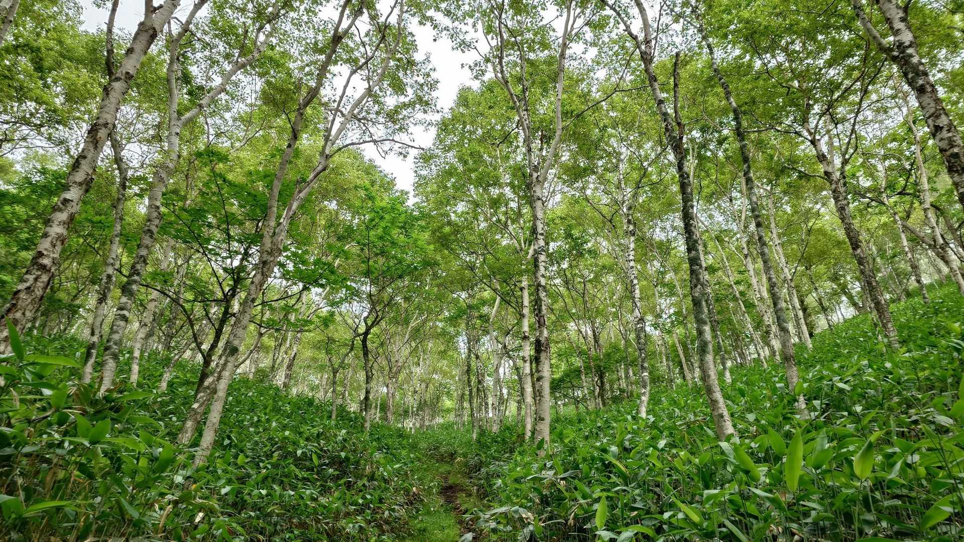 白樺林✨