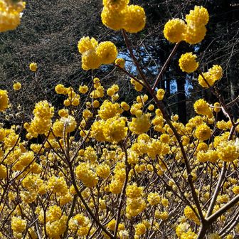 今年もミツマタ見れて良かったなー