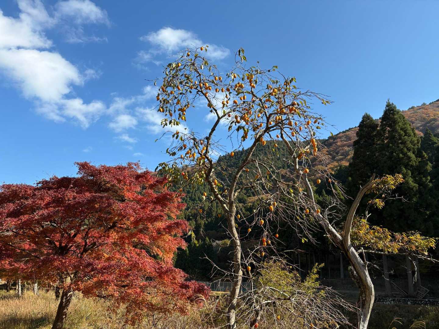 平バス停-平登山口-皆子山 周回コースの写真