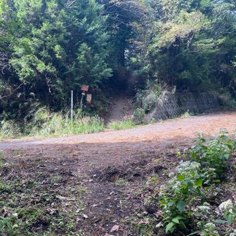 林道を横切る。車は通ってるのかな？路面に落ち葉が。