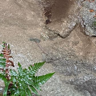 もう1匹も別の場所にいました✨