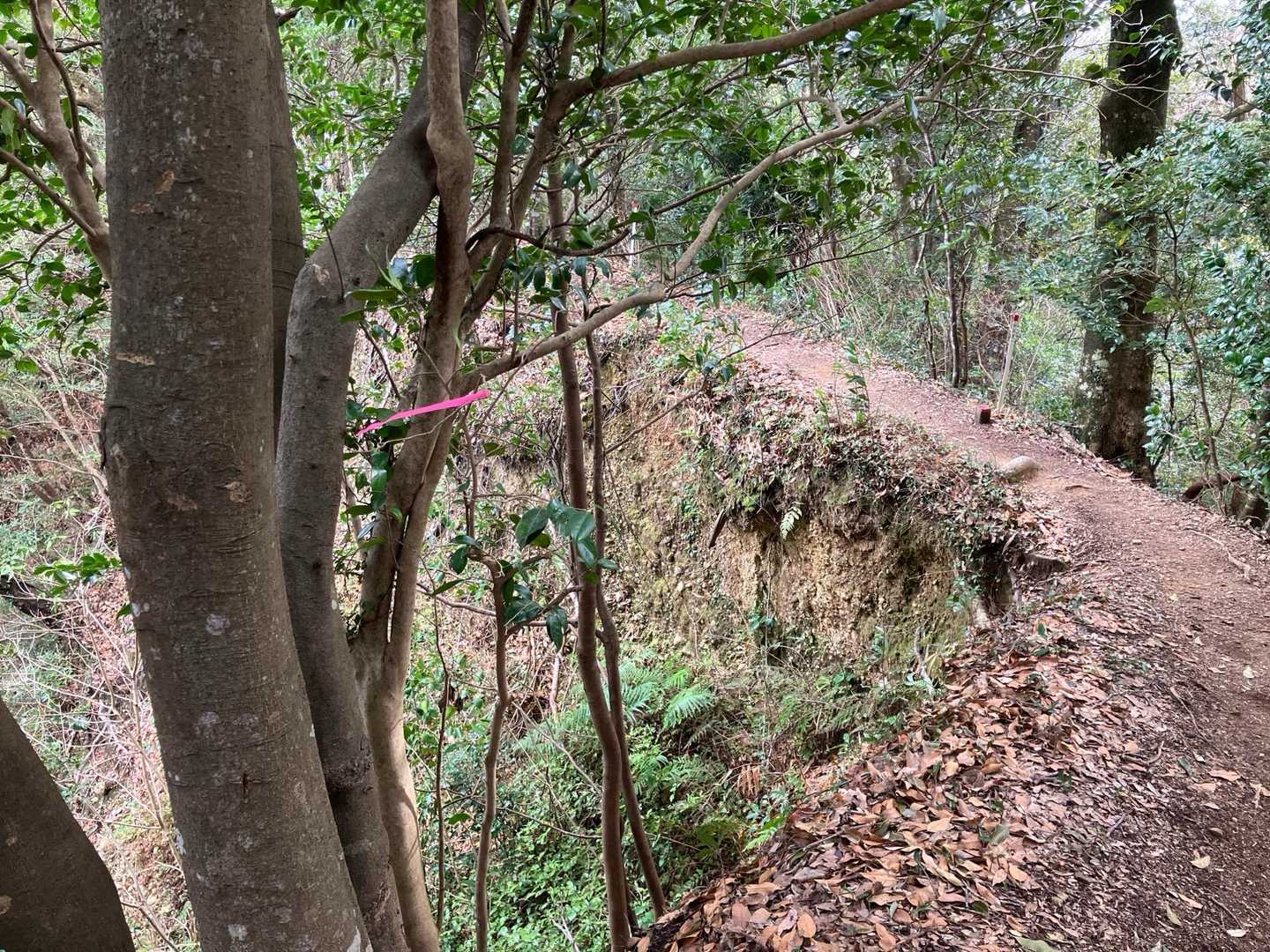 小笠山の稜線は
岩場ではないけど、
深く切れ落ちた崖が続く