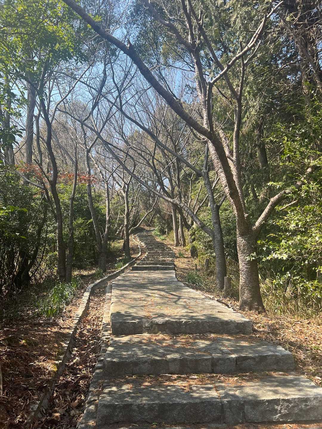 近見山山頂展望台登り口-近見山 往復コースの写真