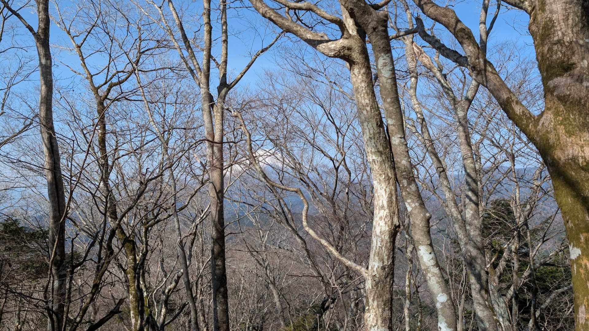 ミツバ岳登山口-大出山-権現山 往復コースの写真